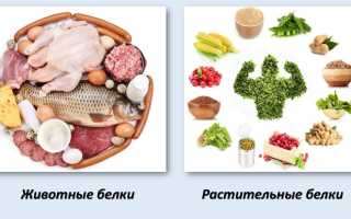Обыкновенная белка