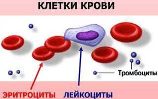 За что отвечает костный мозг