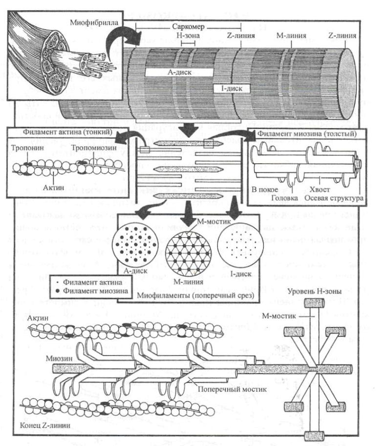 анатомия растяжки мышцы