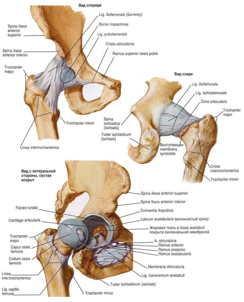 анатомия растяжки суставы