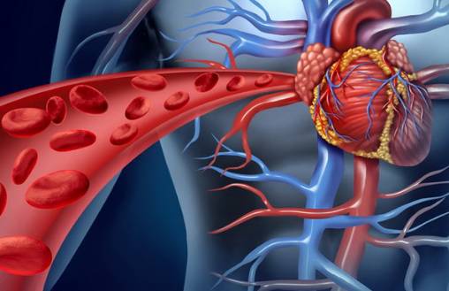Народные средства, чтобы укрепить сердце, сосуды и капилляры