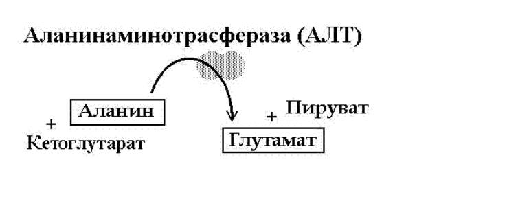 АЛТ — особый фермент