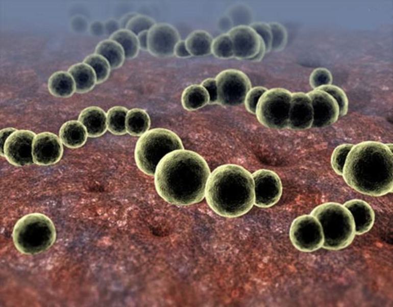 Бактерии пневмококки