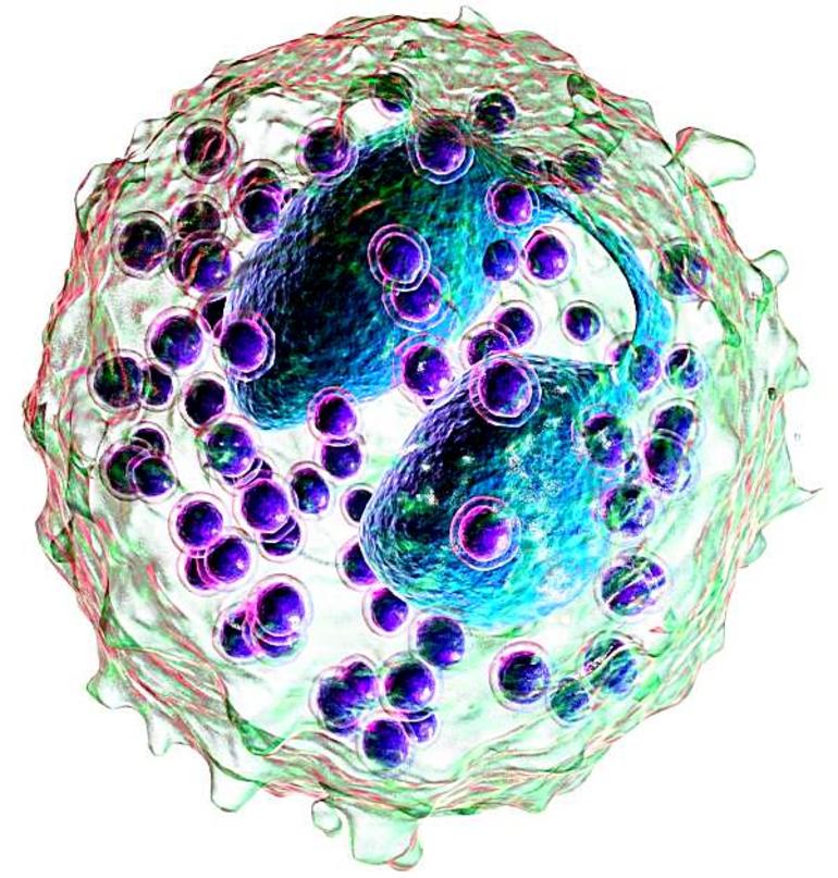 Белые кровяные тела Эозинофилы