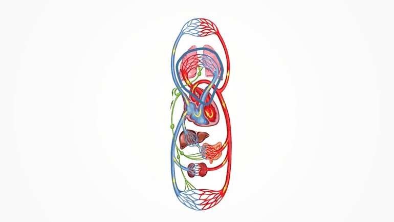 Большой и малый круг кровообращения.