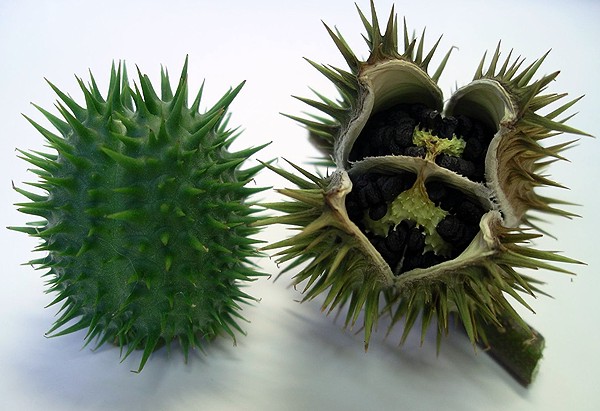 семена дурмана