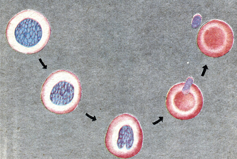 Формирование красных клеток