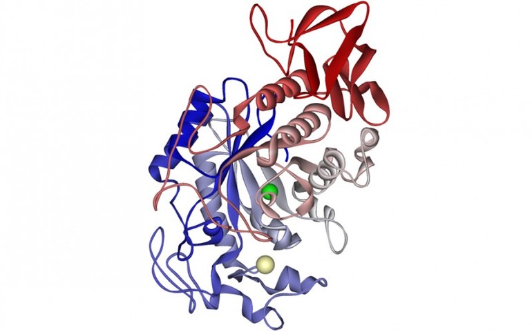 Функции альфы амилазы