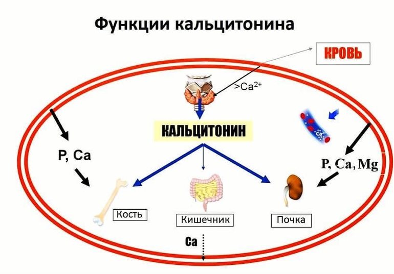 Функции кальцитонина