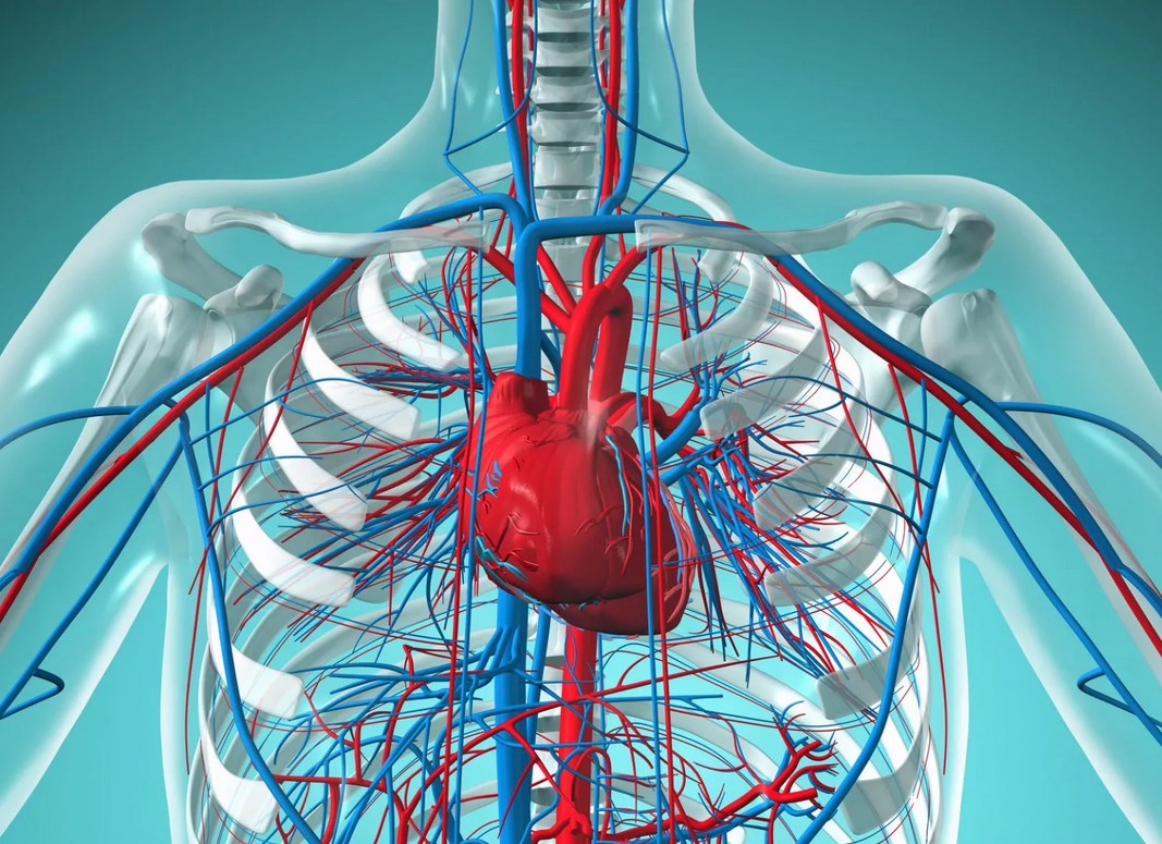 Повышены гемоглобин, эритроциты и гематокрит