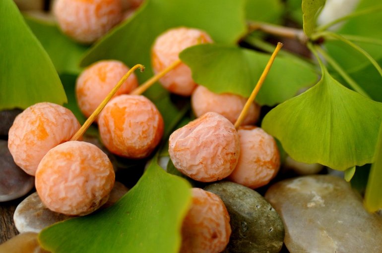 Гингко Билоба