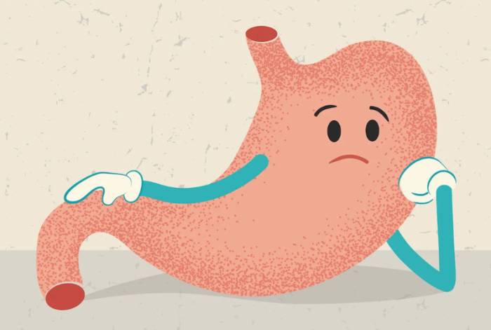 Голодный желудок