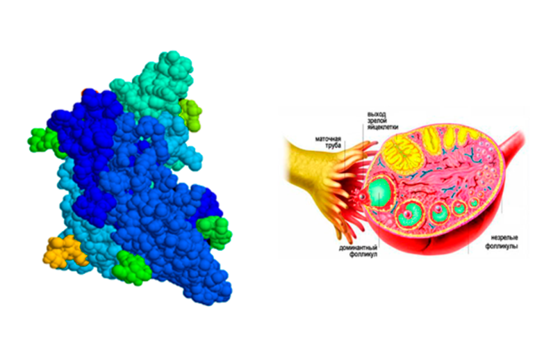 гормон фсг за что отвечает у женщин