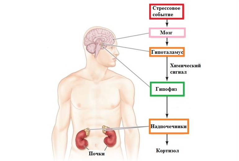 Что за гормон кортизол