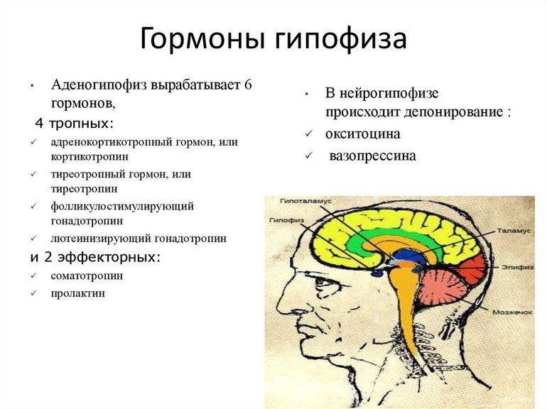 Гормоны гипофиза