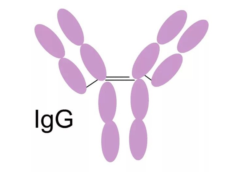 Иммуноглобулины класса G