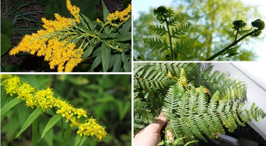 травы золотарник и орляк