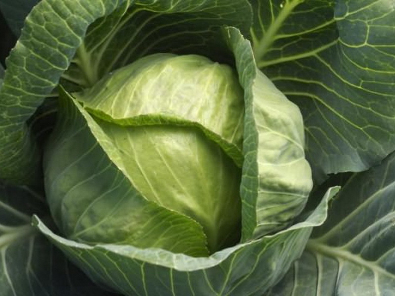 Кочан капусты