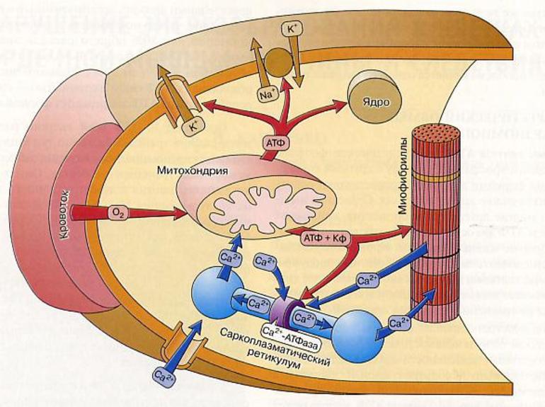 Кардиомиоциты клетка