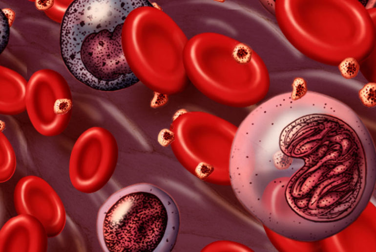 Клетки крови мутируют в организме.