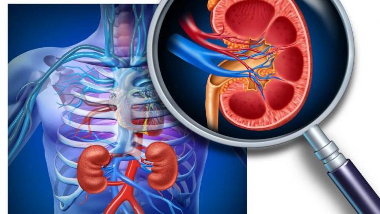 кровь в моче