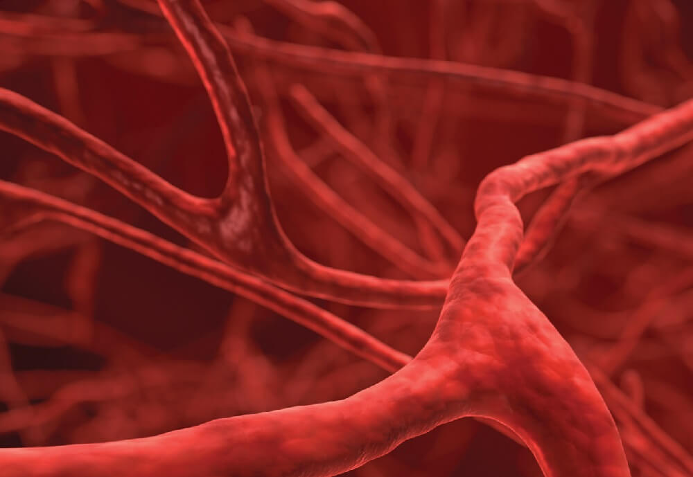 кровеносные сосуды