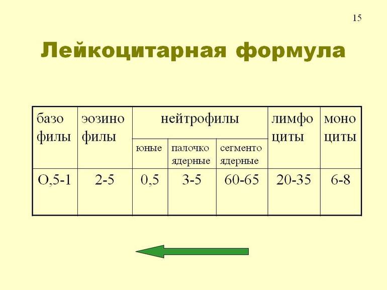 Лейкоцитарная формула крови - расшифровка