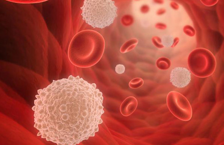 Лейкоциты в организме