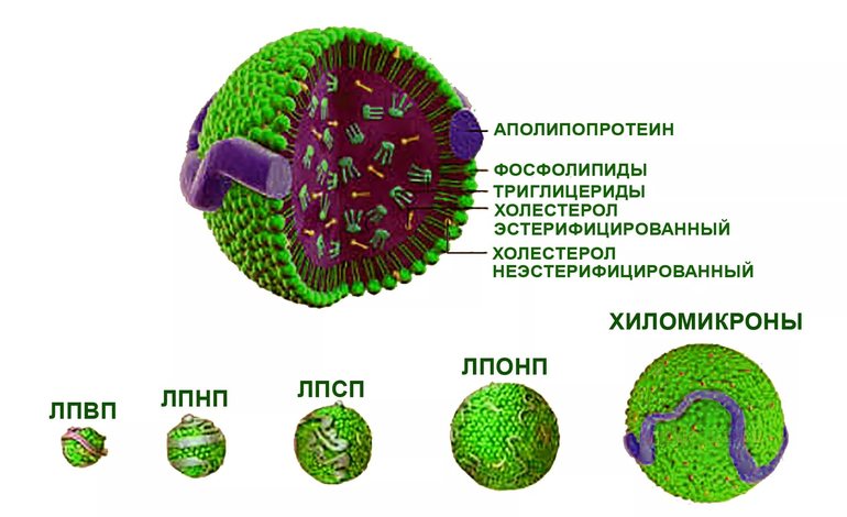 Липопротеины и их виды