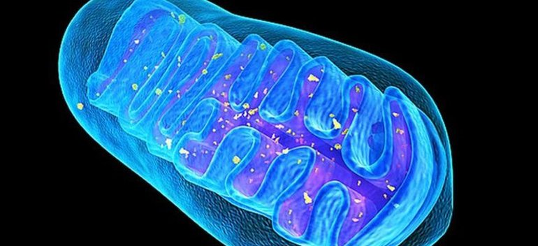Митохондриальная изоформа