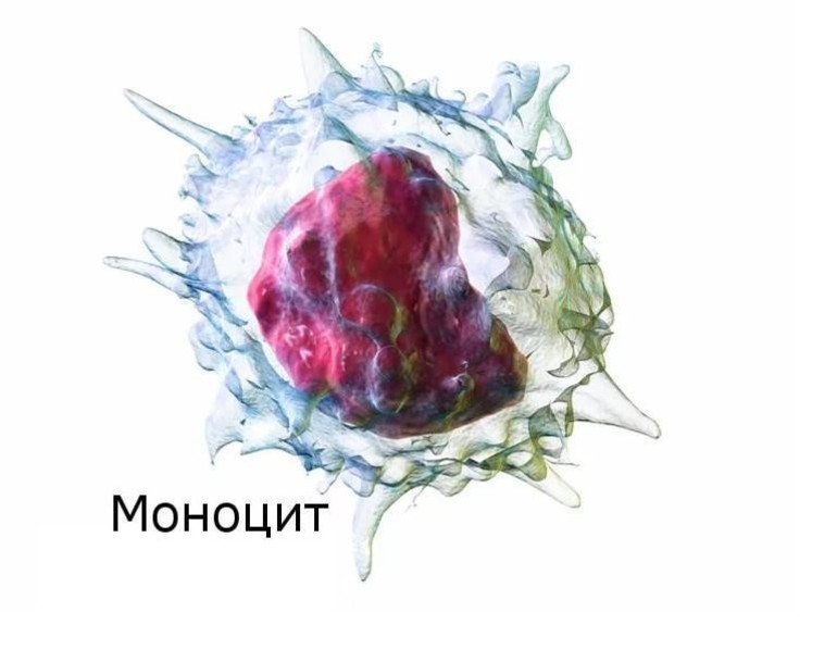 Моноциты в крови