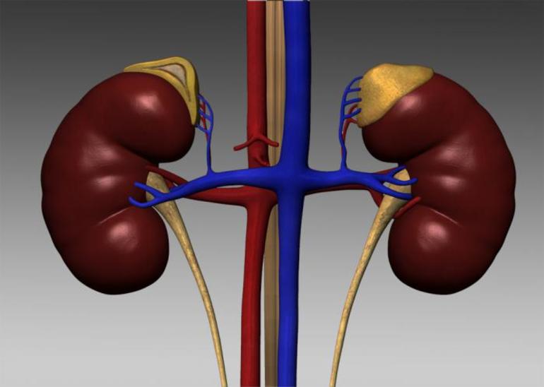 Надпочечники человека