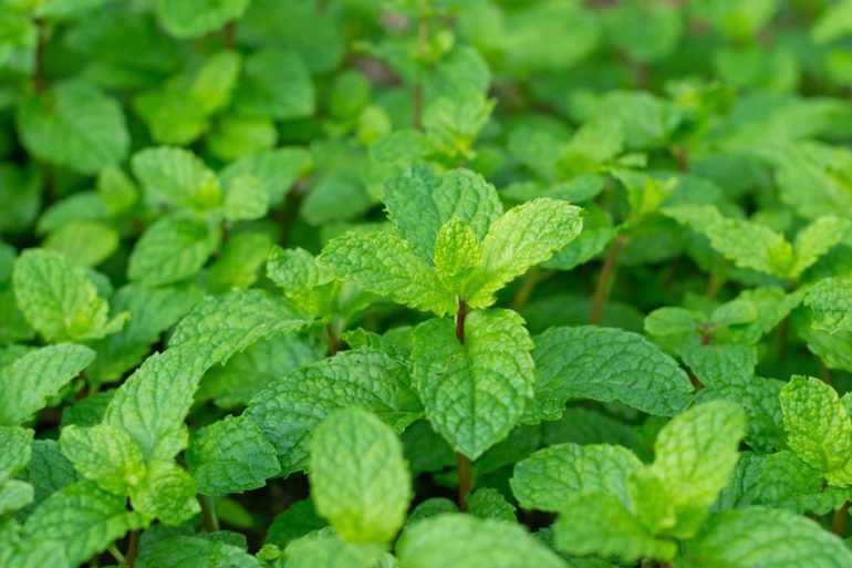 Народные средства