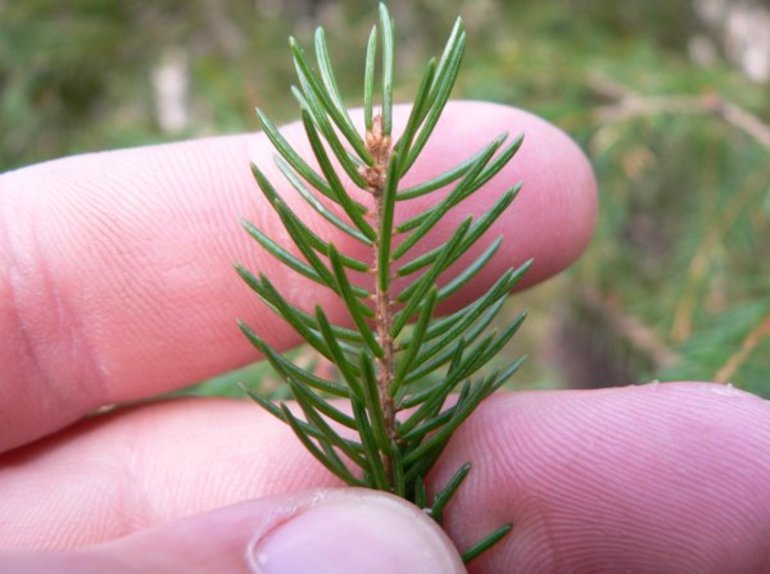 Народные средства для лечения синдрома Рейно