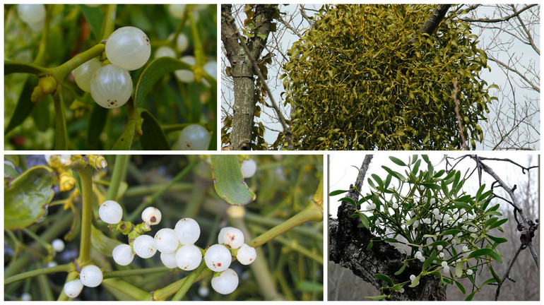 Народные средства от лёгочной гипертензии