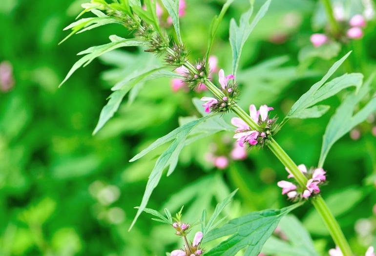 Народные средства для стабильной работы ССС