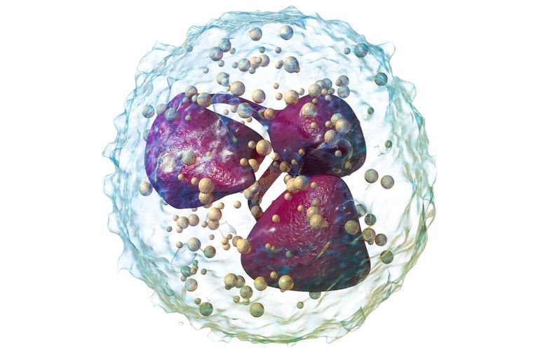 Нейтрофильные гранулоциты