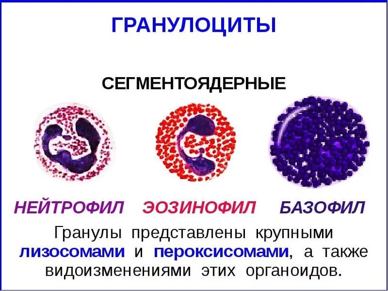 Нормальные показатели у детей и взрослых