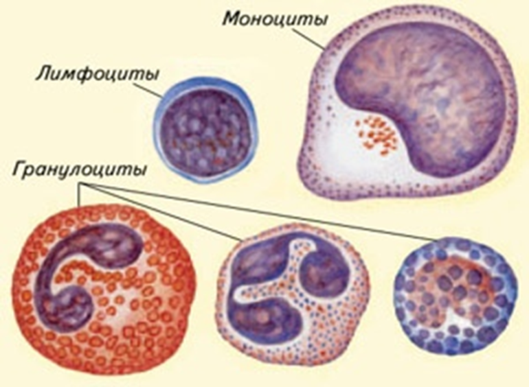 Нормальные показатели клеток