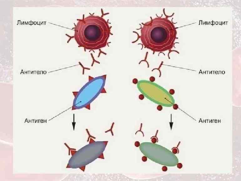 Определение нормы антител в крови
