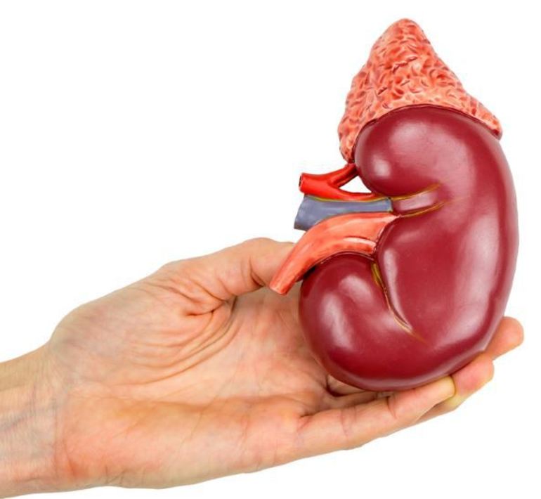 Острой или хронической почечной недостаточности.