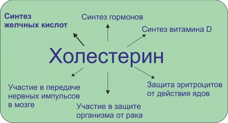 Откуда берется в организме холестерол