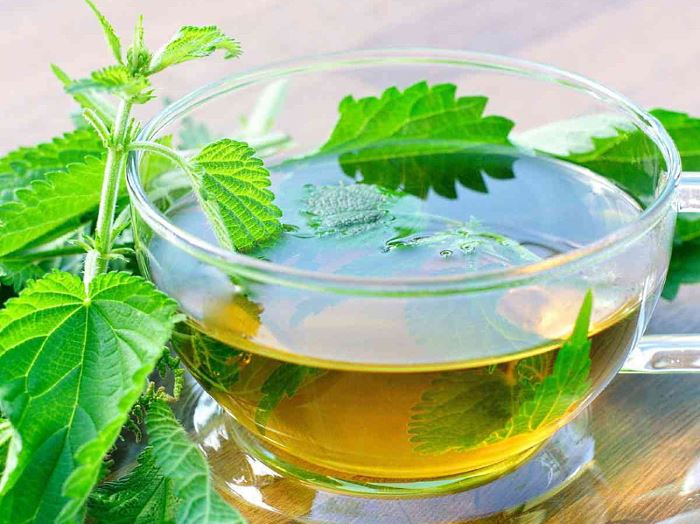 отвар крапивы