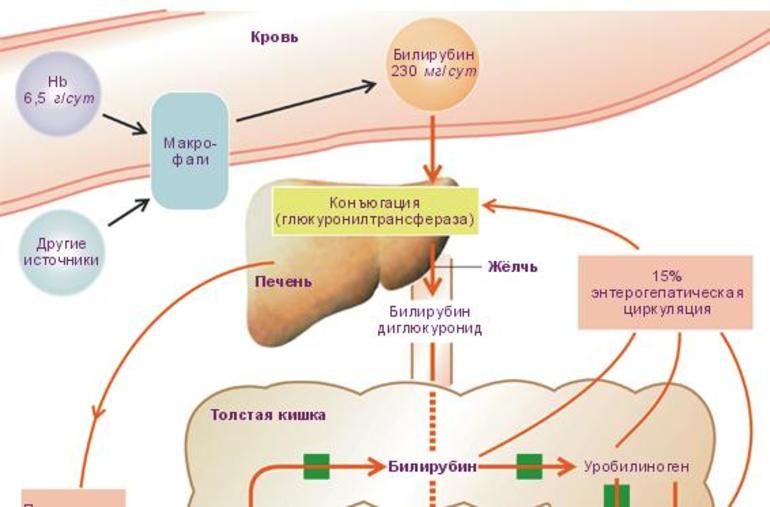 Повешенный уровень билирубин