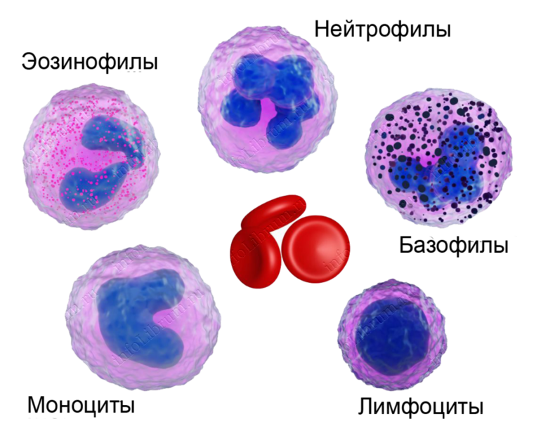 Повышение моноцитов и базофилов