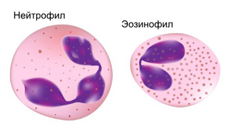 Разновидности нейтрофилов
