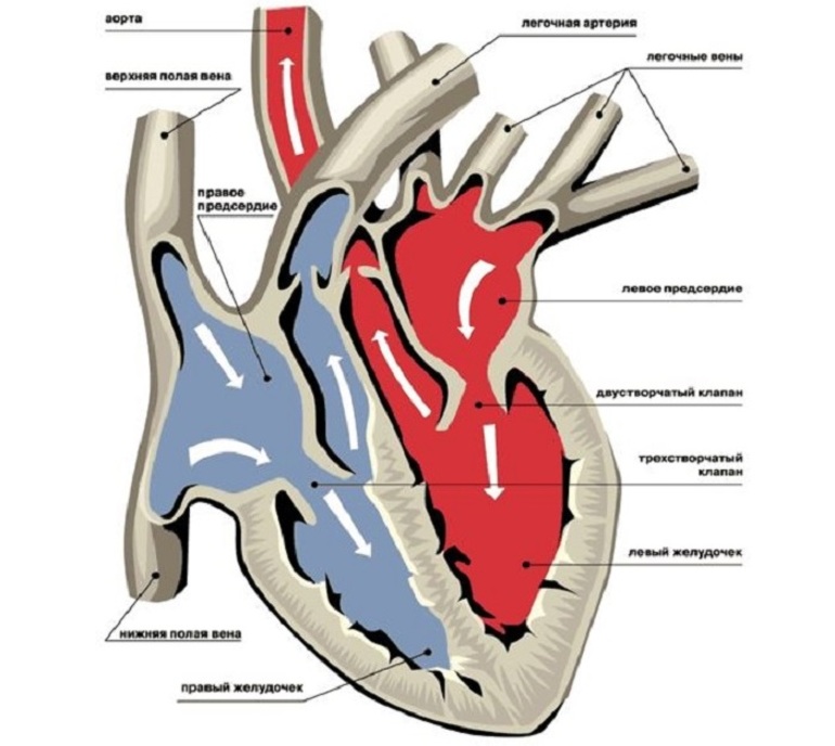 Развитие и причины возникновения