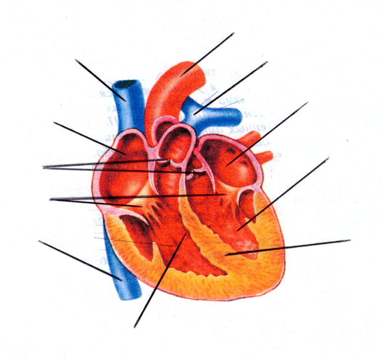 Развитие сердца