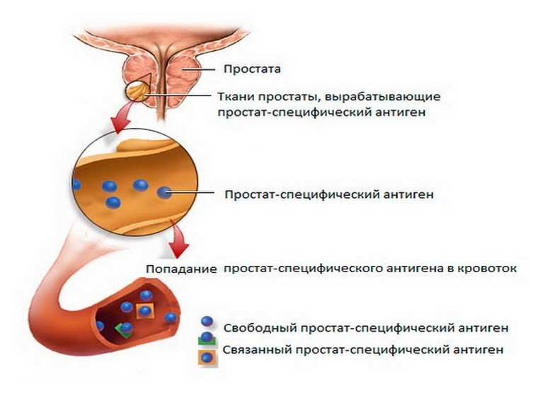 Сдать кровь на пса