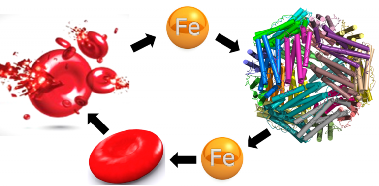 Симптомы недостатка ферритина